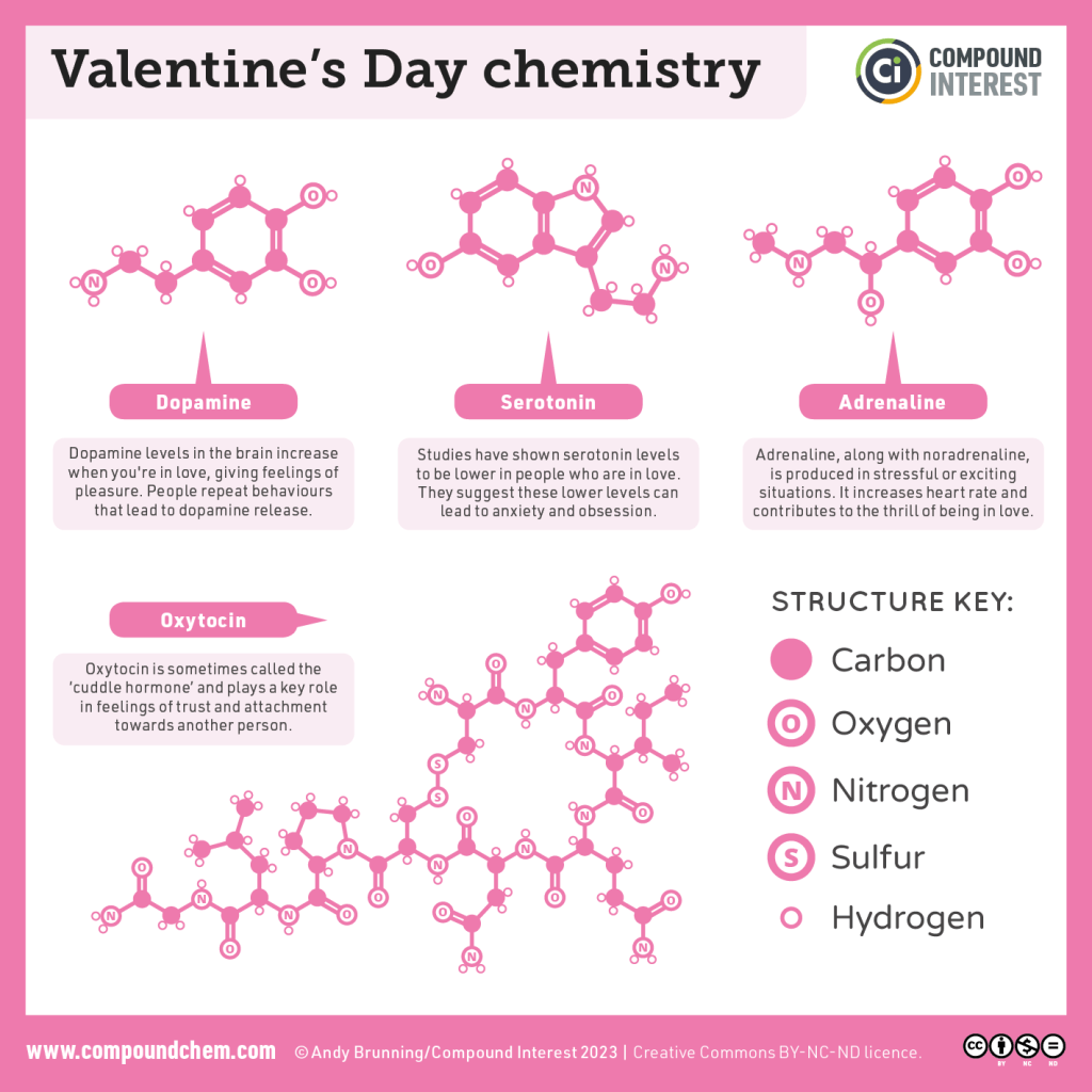 Infographic on Valentine's Day chemistry, showing the chemical structures of dopamine, serotonin, adrenaline and oxytocin, and explaining how each contributes to the feeling of being in love.