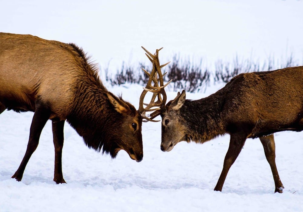 Two elk in the snow with locked antlers showing how conflict can be low vibration
