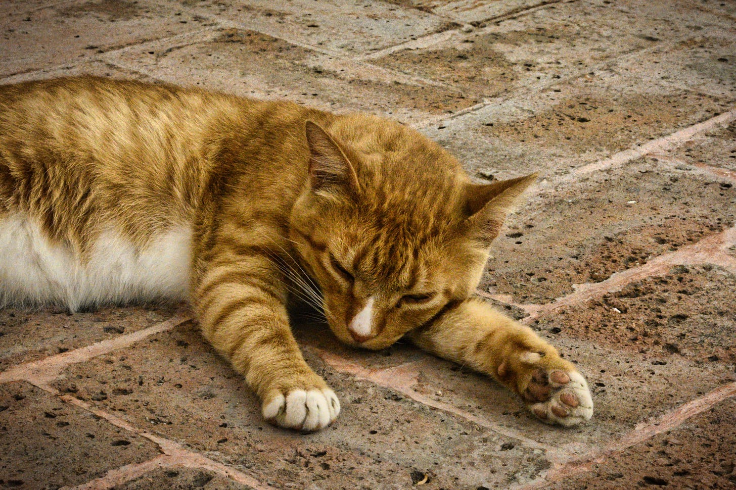 An orange and white Tabby cat sleeps on the brownish bricks