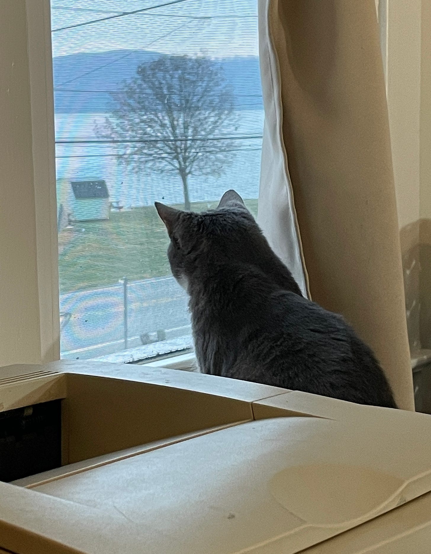 A cat looking out the window at the river.