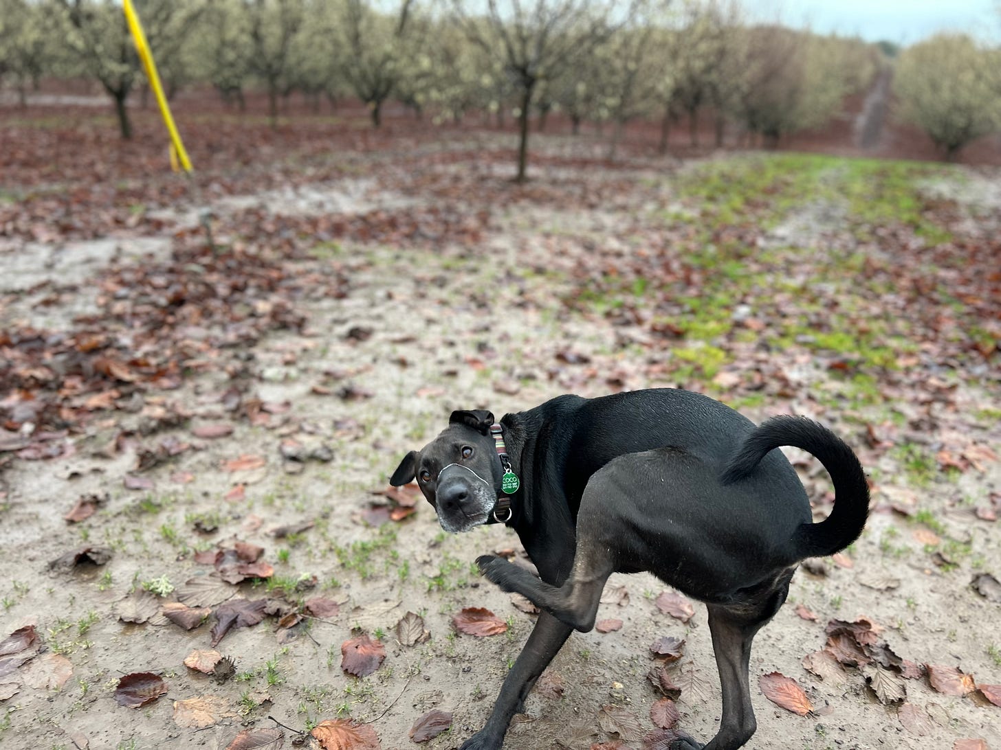 A black dog with a lab body and a Shar Pei face mid scratch, one leg in the air, looking back at the camera, line of drool across her nose amid a grove of bare hazelnut trees and a wet leafy ground 