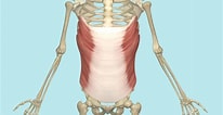 Image result for Transverse Abdominis. Size: 206 x 106. Source: www.yoganatomy.com