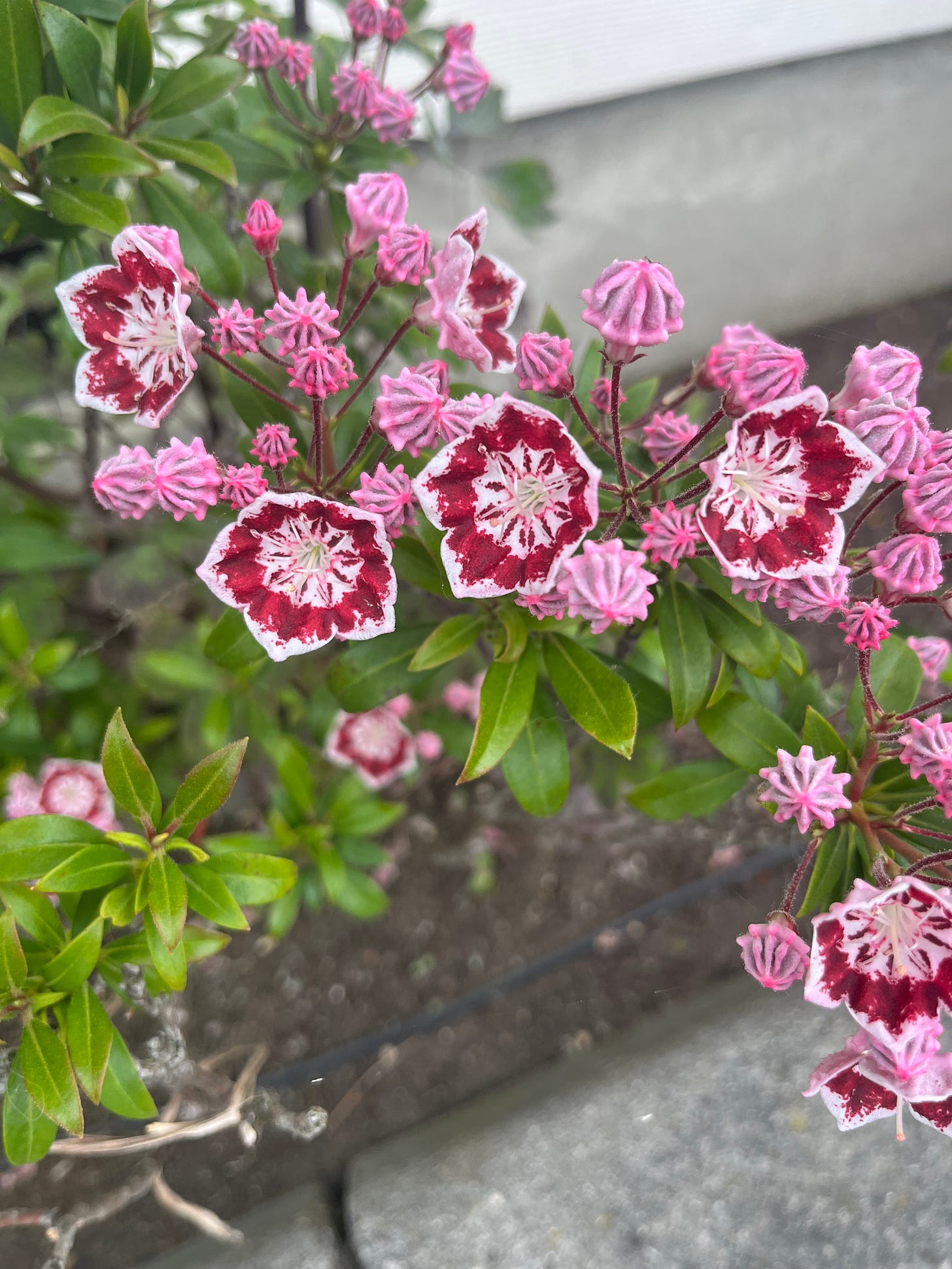 Small, bright pink buds are interspersed with open, pentagonal flowers that feature white margins, a ring of dark burgundy, and dark burgundy and pink spikes radiating from the center. It's a mountain laurel bush. 