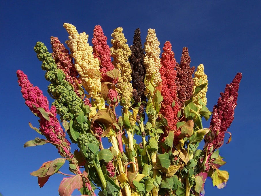 Colourful Quinoa Plants