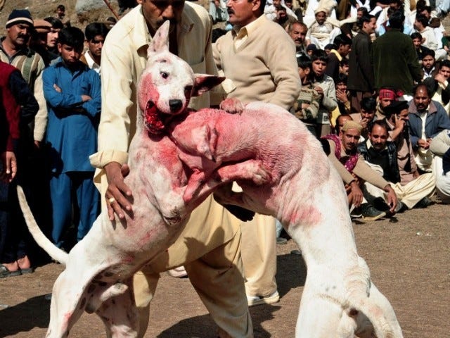 The bloody world of dog fighting: Victory or death, there is no mercy!