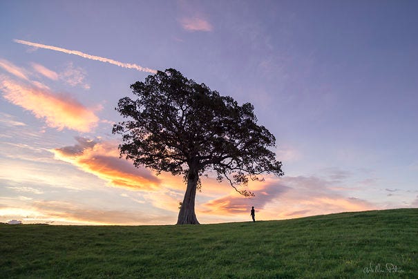 It's Ok To Stand Alone: I Take Pictures Of Lone Trees It's Ok To Stand Alone: I Take Pictures Of Lone Trees