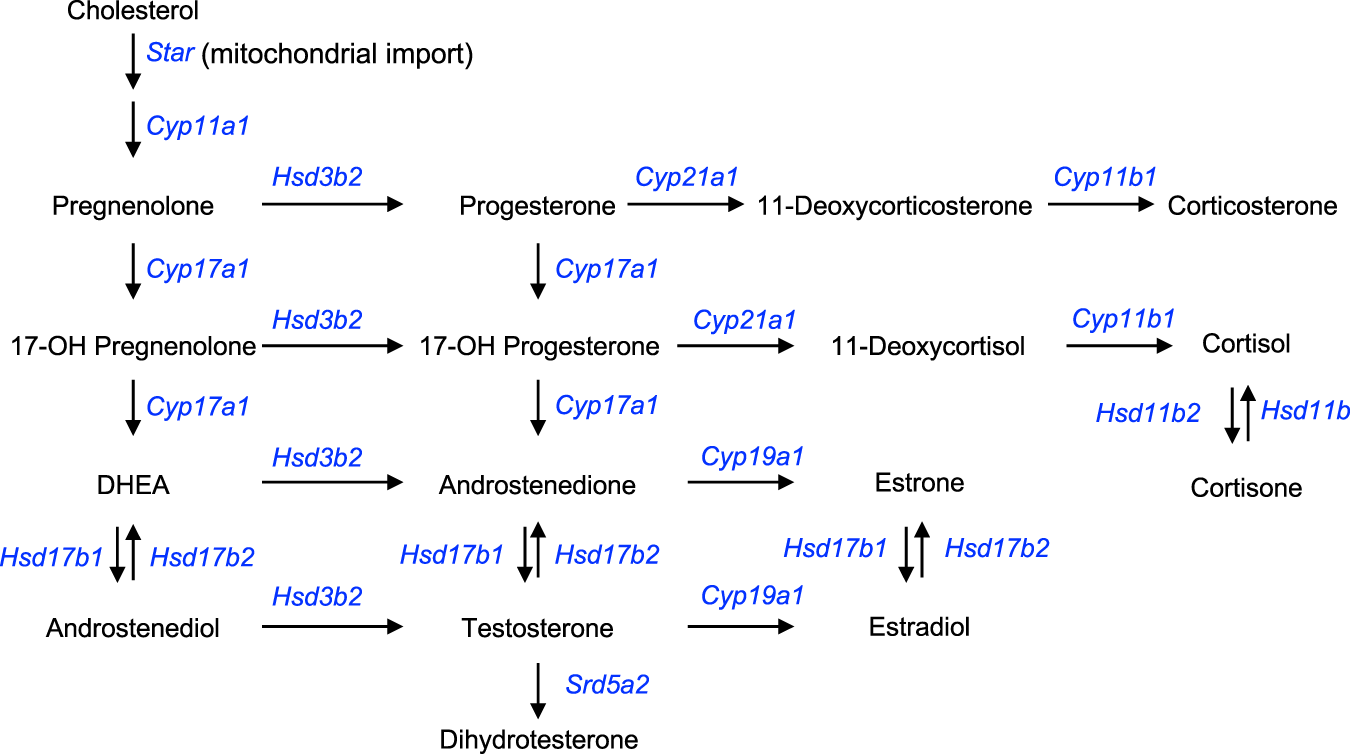 Revisiting steroidogenesis and its role in immune regulation with the  advanced tools and technologies | Genes & Immunity