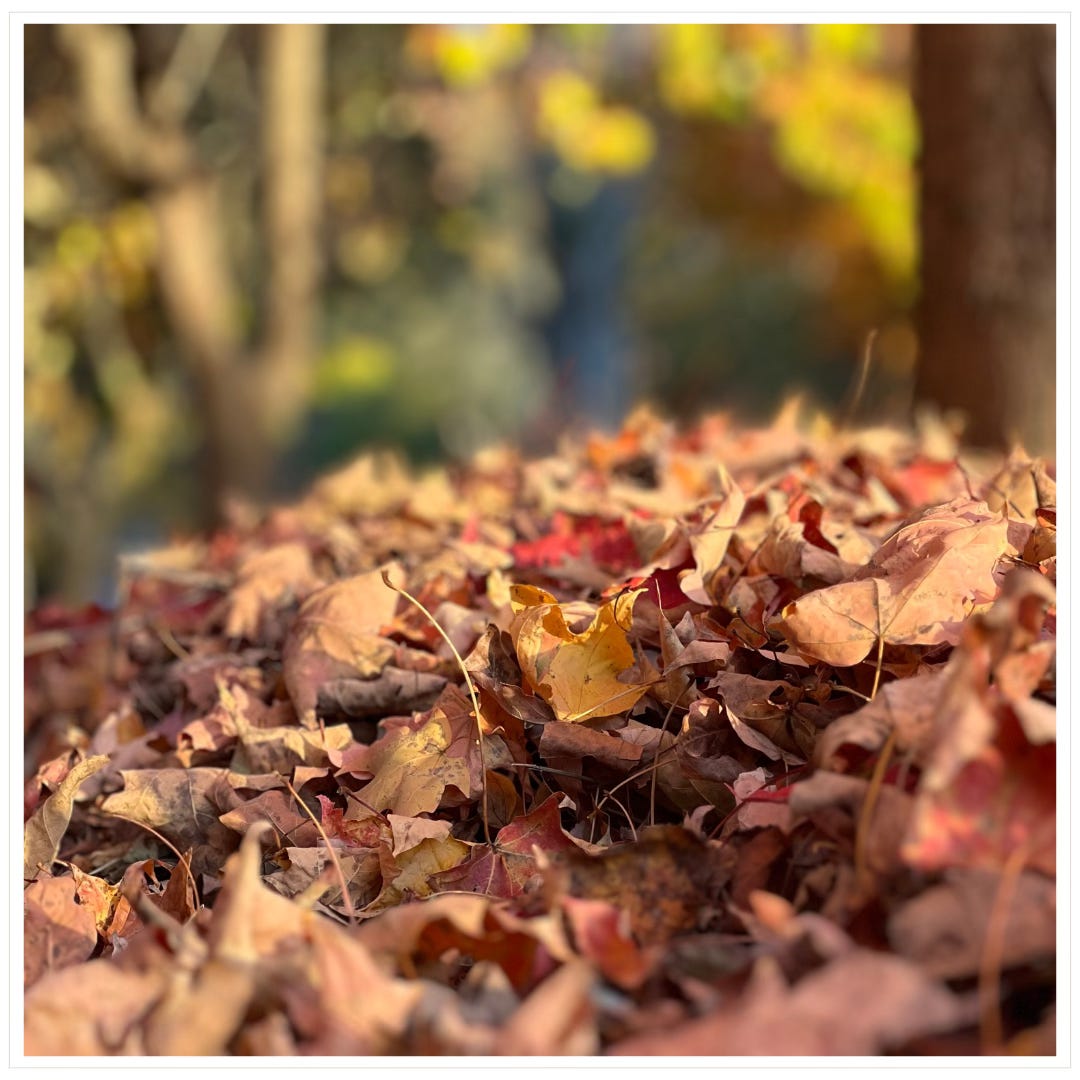 a mound of autumn leaves