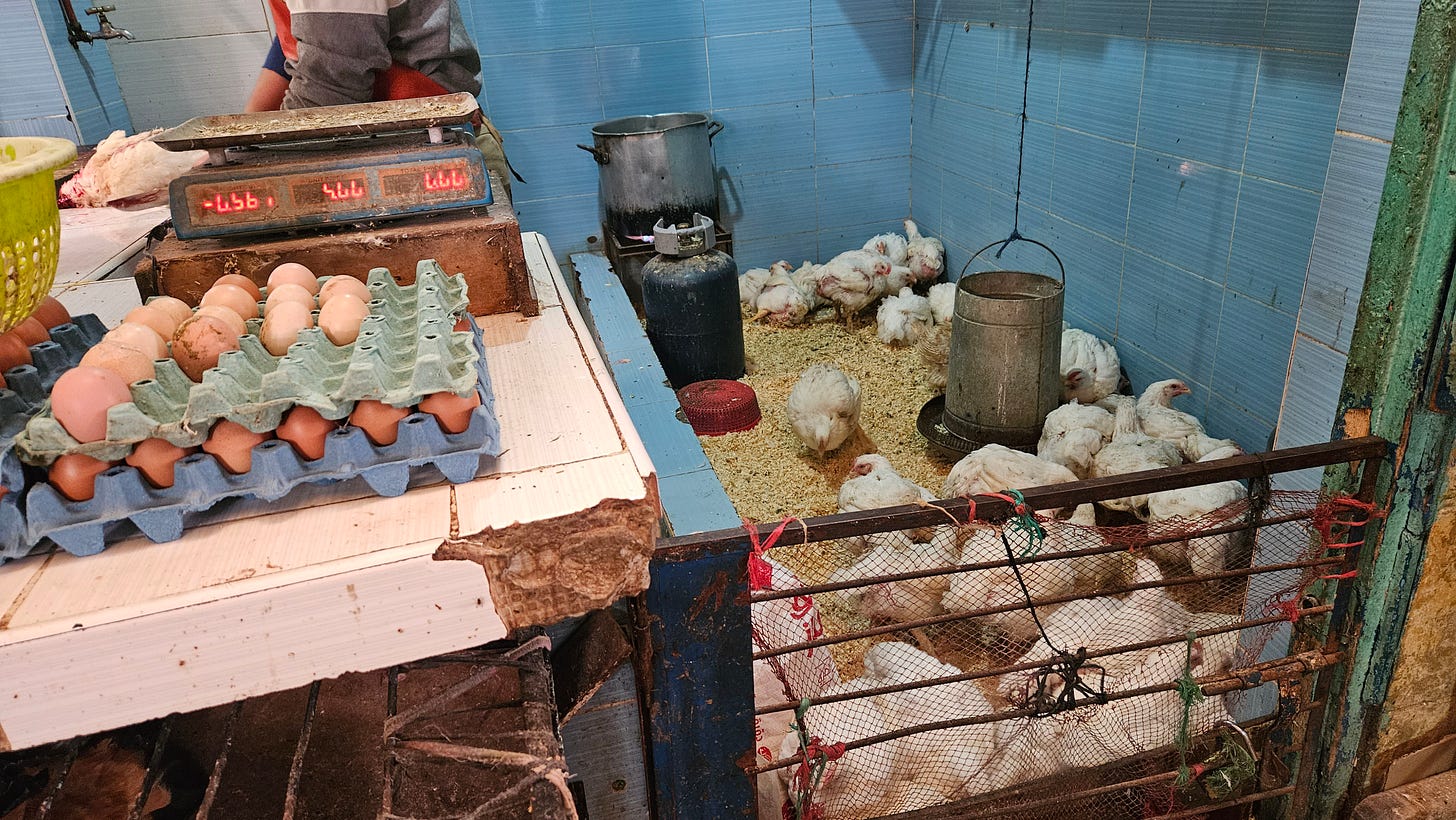 Visiting an egg and chicken merchant in Essouira