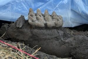 Recently excavated mastodon tooth, still embedded in the jaw