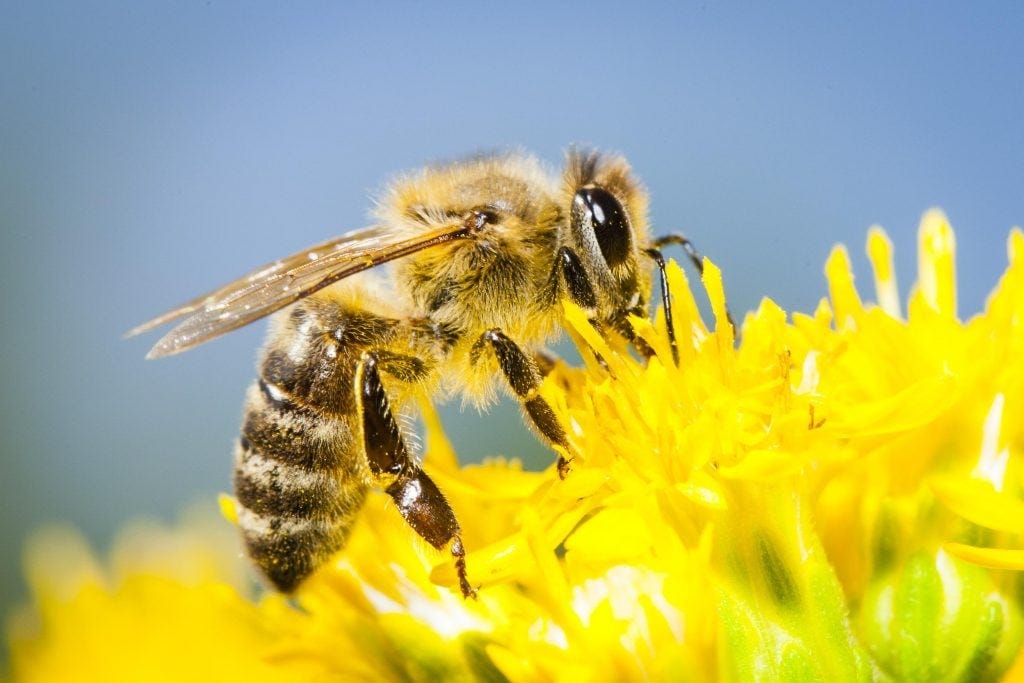 10 big secrets of bees - Greenpeace International