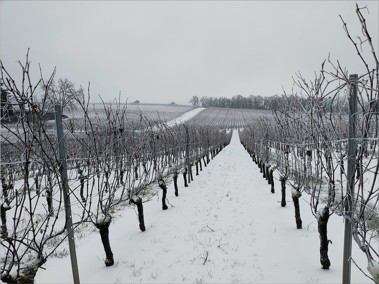 Willamette Valley Vintage 2024 began with ice and snow.