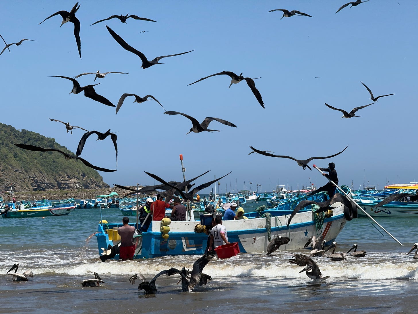 Fragatas y pelícanos acosan a pescadores mientras descargan pesca del día. Puerto López. Foto propia. 