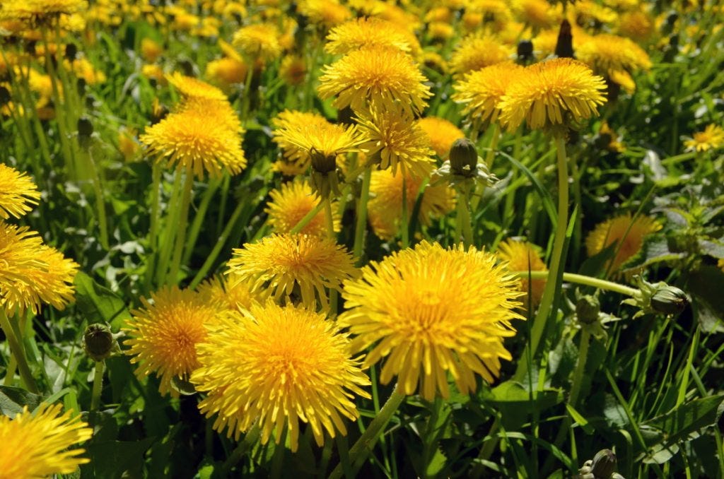 All about weeds: the good, the bad, the ugly - gardenstead