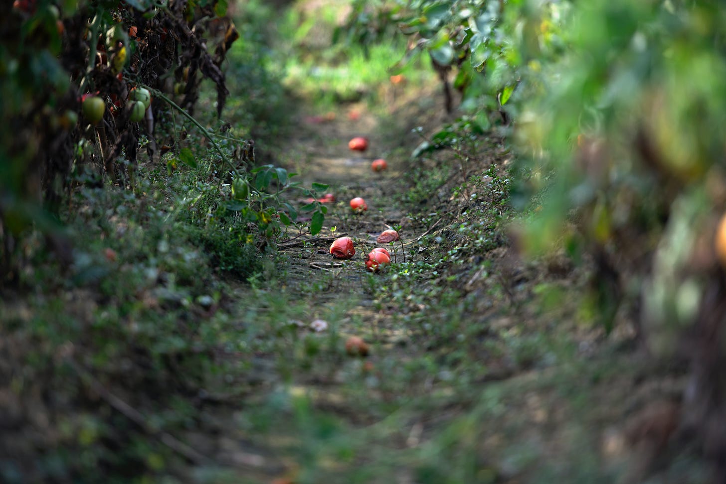 A pathway of rotten tomatoes