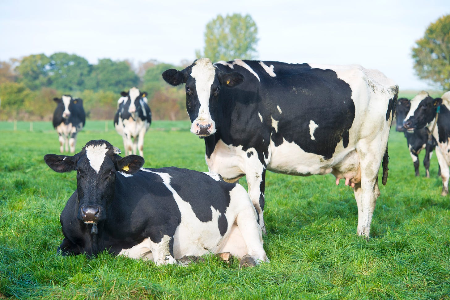 Google Grass: Why The Future Of Dairy May Begin With Cows In Headsets