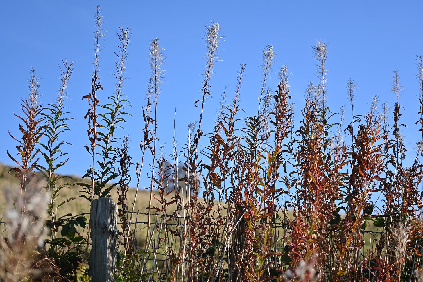 fireweed in autumn