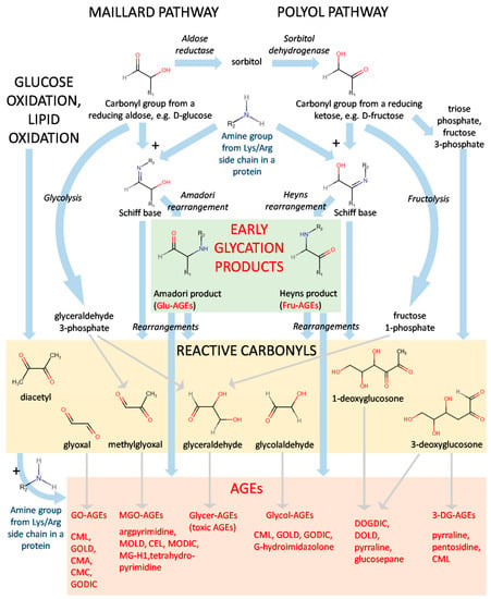 Cells | Free Full-Text | Advanced Glycation End-Products (AGEs): Formation,  Chemistry, Classification, Receptors, and Diseases Related to AGEs