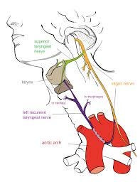 Polyvagal theory - Wikipedia