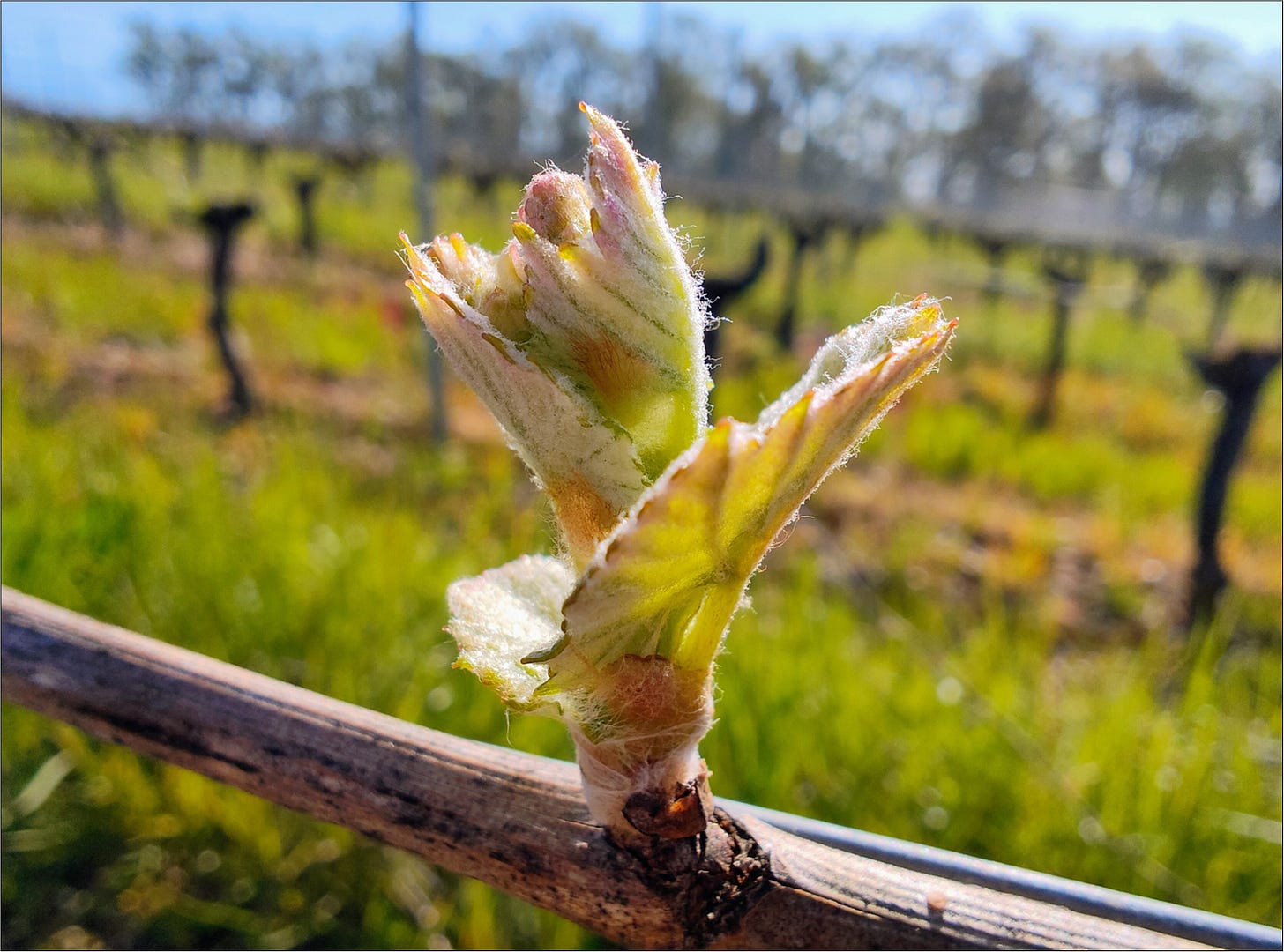 Unfurled leaves basking in the spring sunshine.