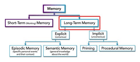 Long-Term Memory - DynamicBrain