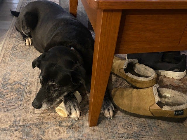Senior black dog on rug, next to wood table with slippers underneath, paws on bone