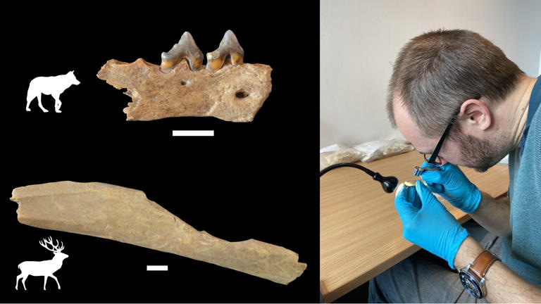Analysis of over 1,000 animal bones from Ranis showed that early Homo sapiens processed the carcasses of deer but also of carnivores, including wolves. Geoff M. Smith