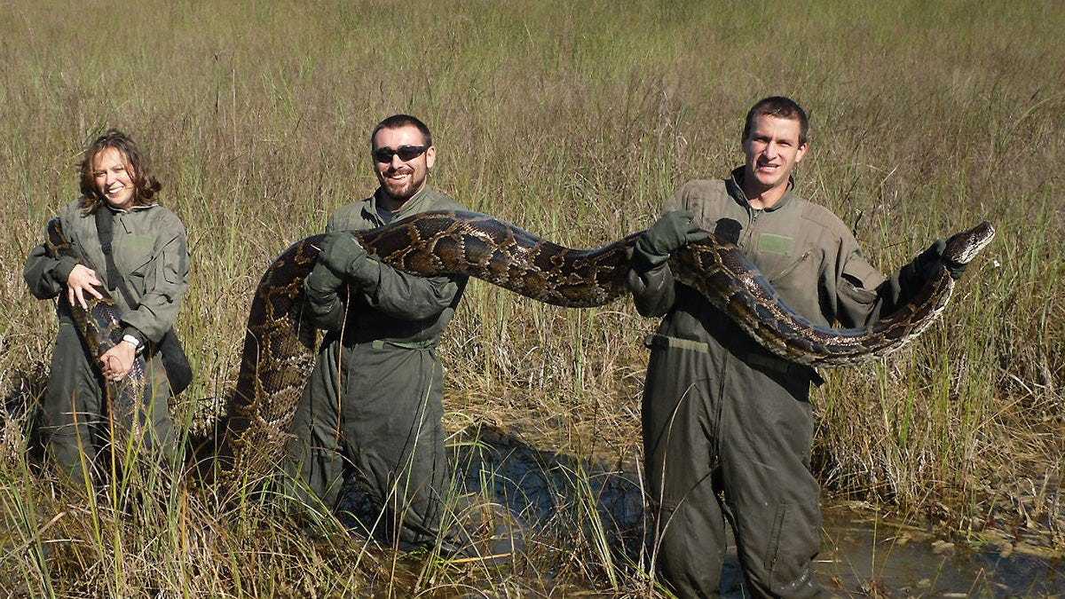 Python Hunting in Florida: The Ultimate Guide | Field & Stream