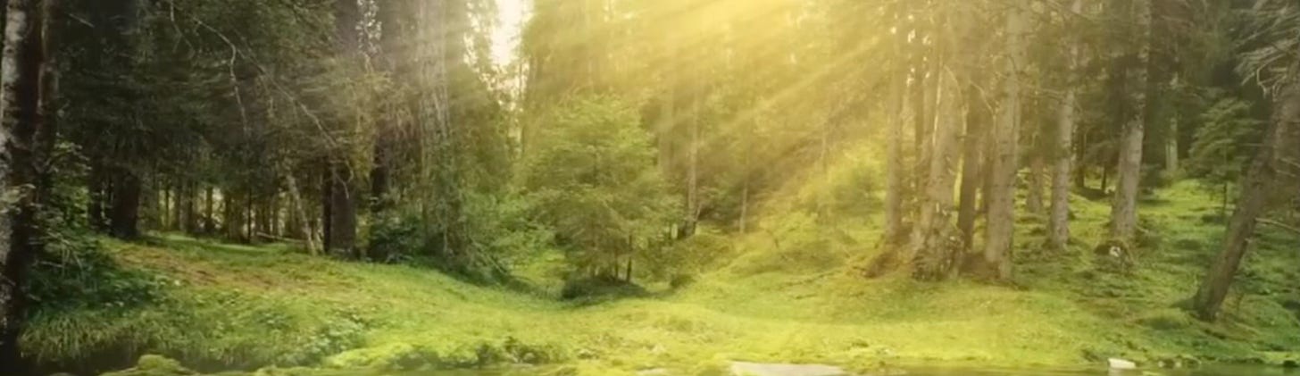 mossy glade with sun streaming through trees.