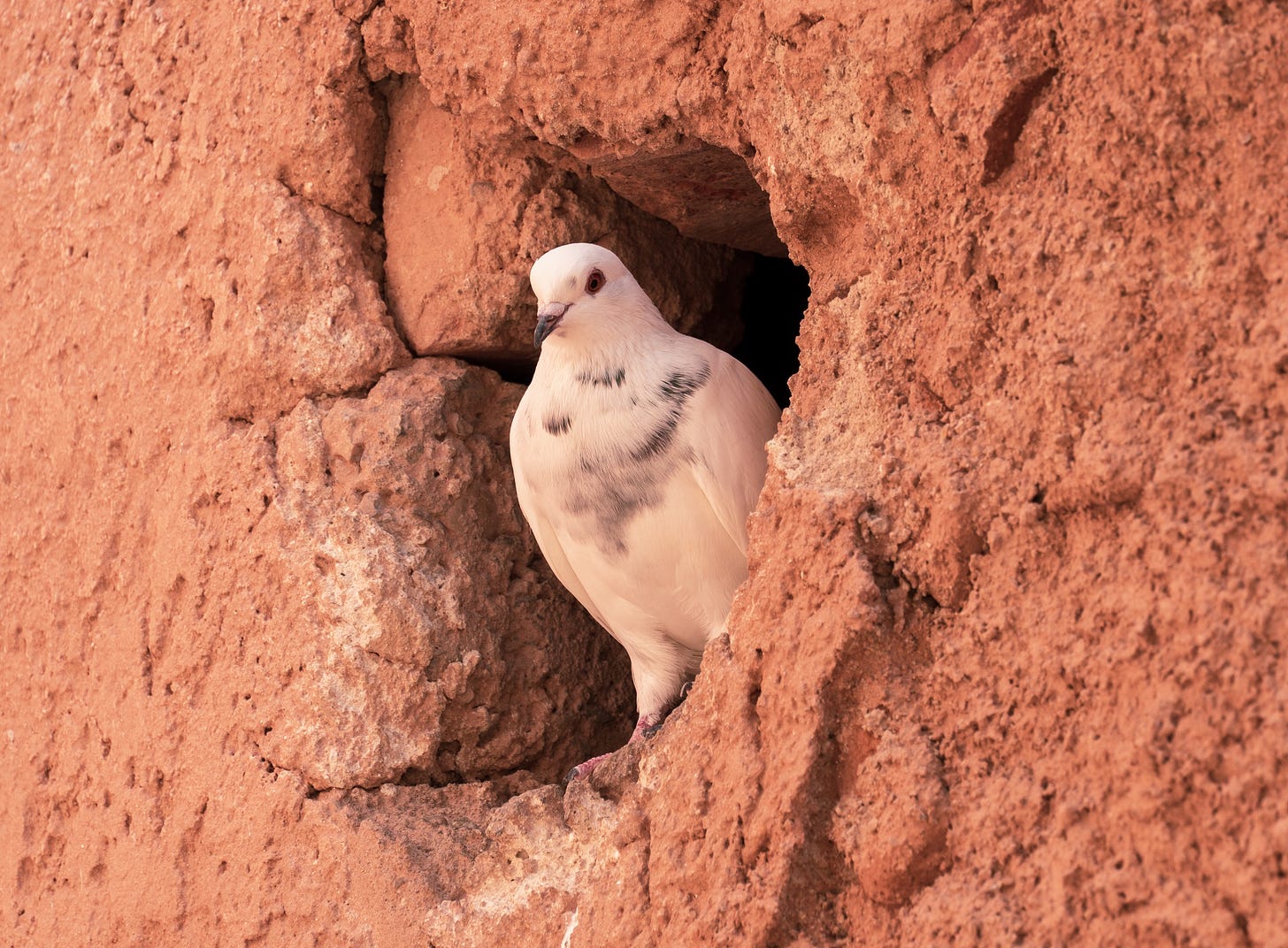 Dove in cleft of rock