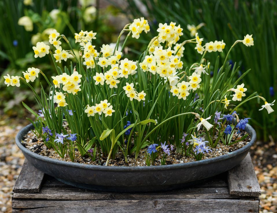a bowl of yellow and blue spring bulbs