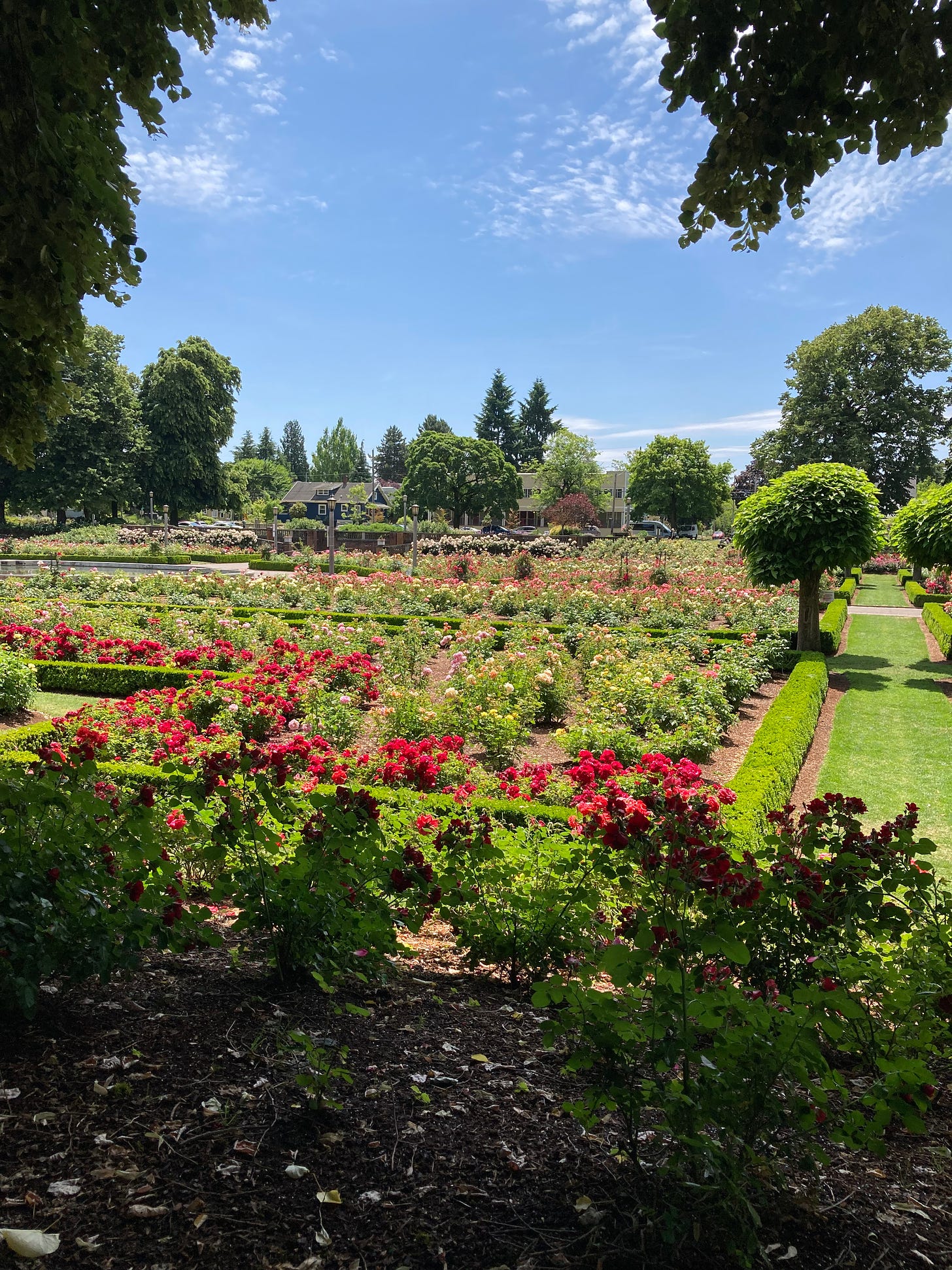 Photo of rose garden on a sunny day