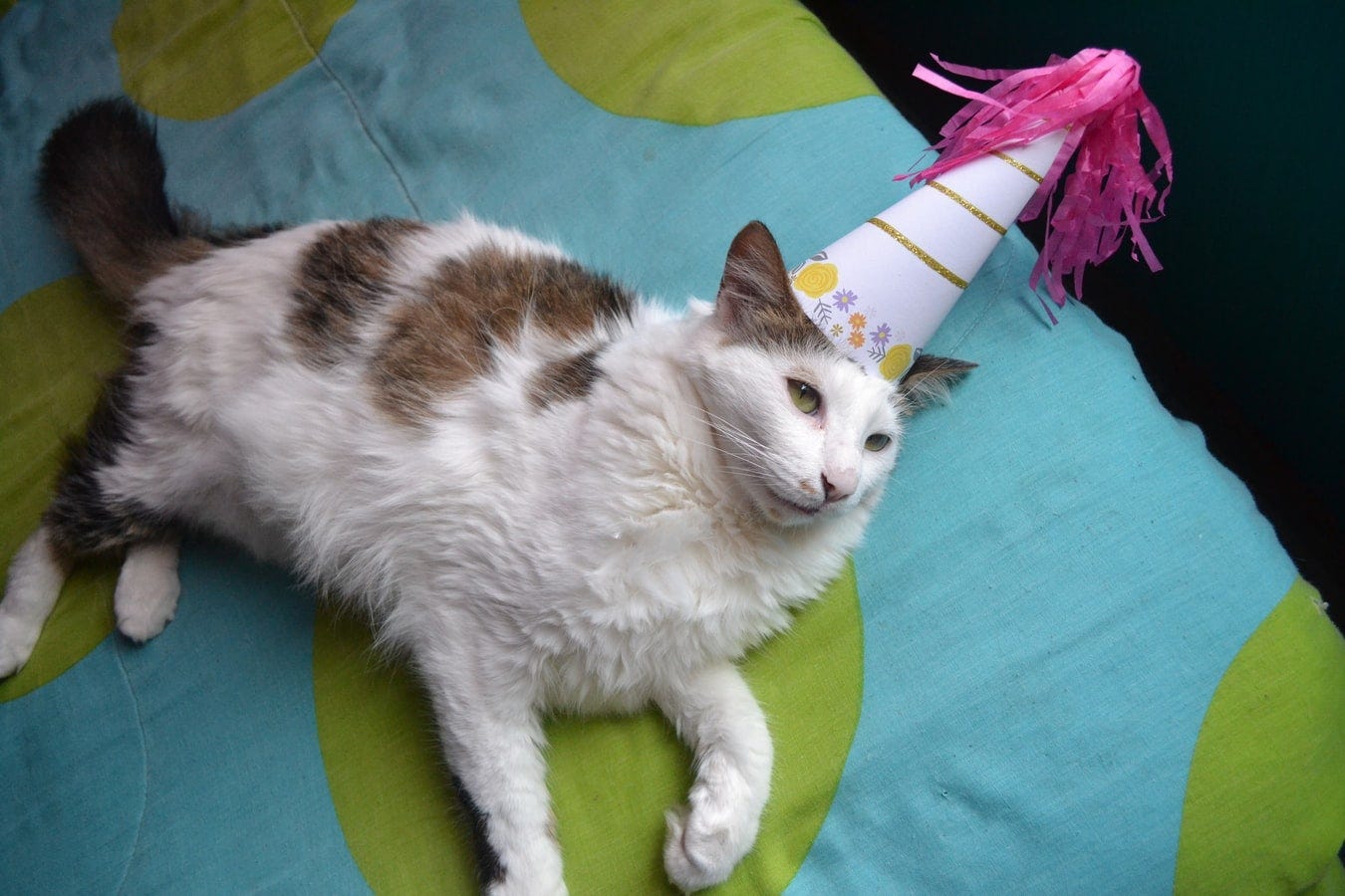 a cat on a bed wearing a party hat