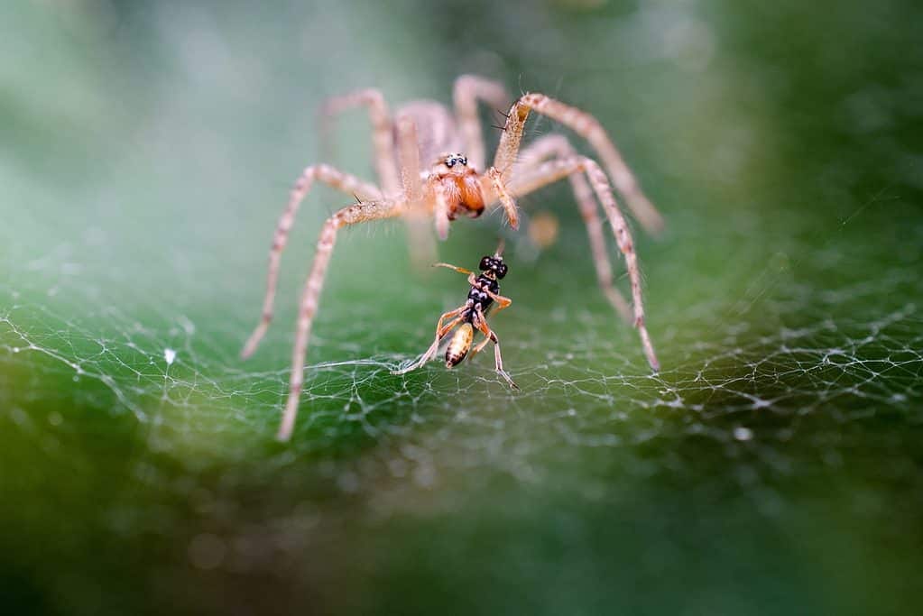 Pink and Orange Spider Fighting Wasp on Spider Web