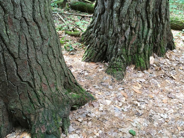 Hartwick Pines, near Au Sable: one of the very few old-growth woods left in Michigan