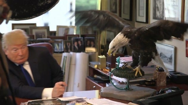 Time Magazine releases footage of bald eagle named Uncle Sam attacking Donald Trump - ABC News Time Magazine releases footage of bald eagle named Uncle Sam attacking Donald Trump - ABC News