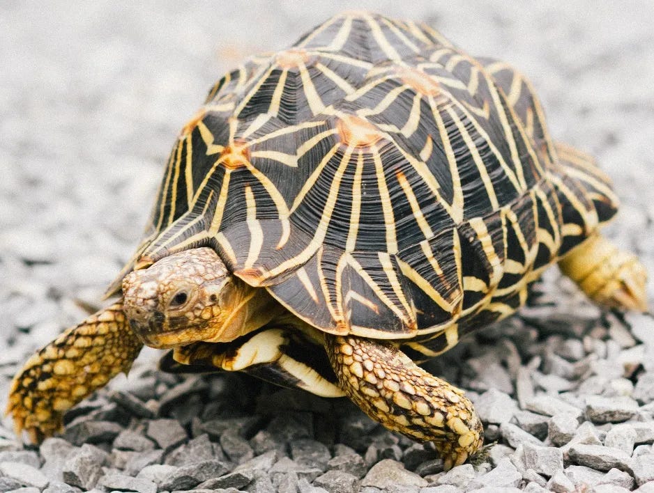 A black tortoise with irregular beige patterning crawls over gravel.