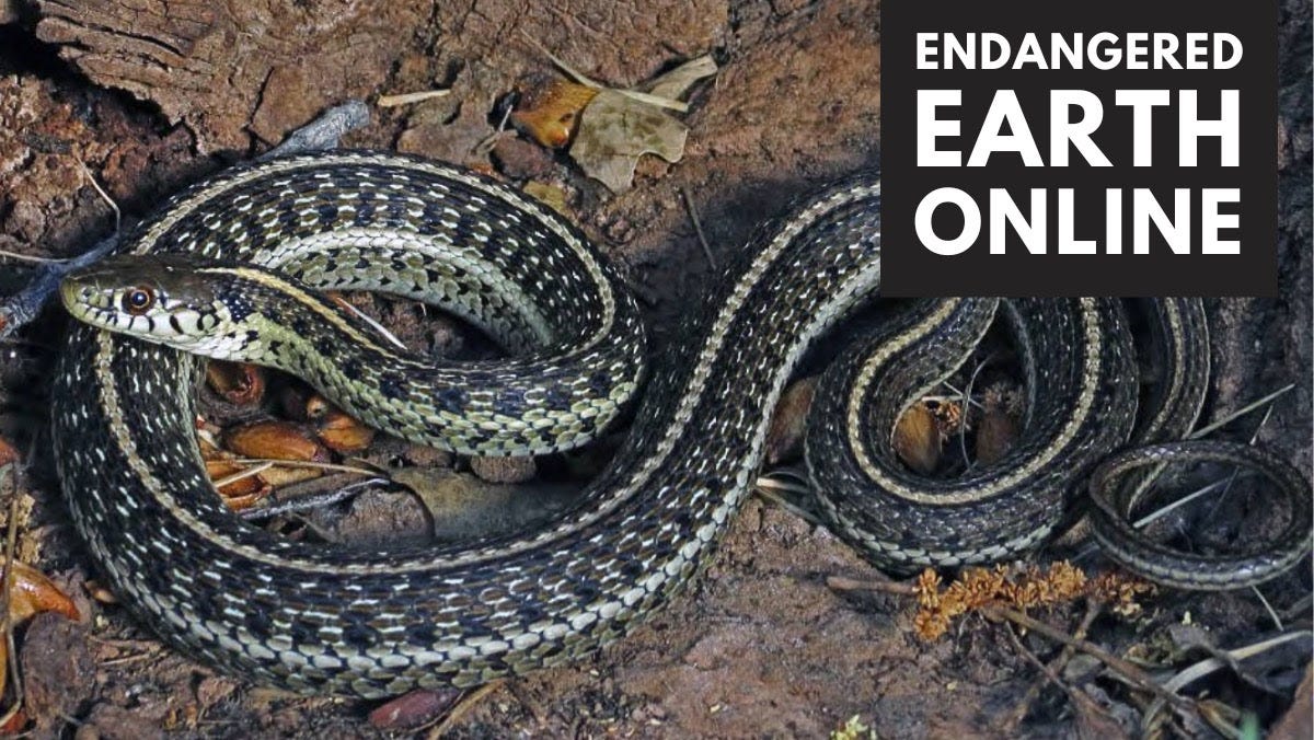 Northern Mexican garter snake coiled on the ground