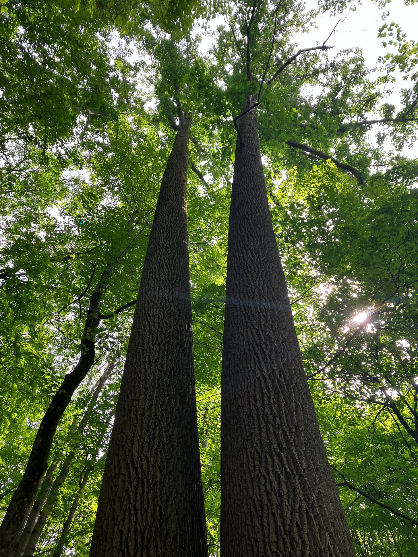 Two towering tulip trees are viewed from beneath