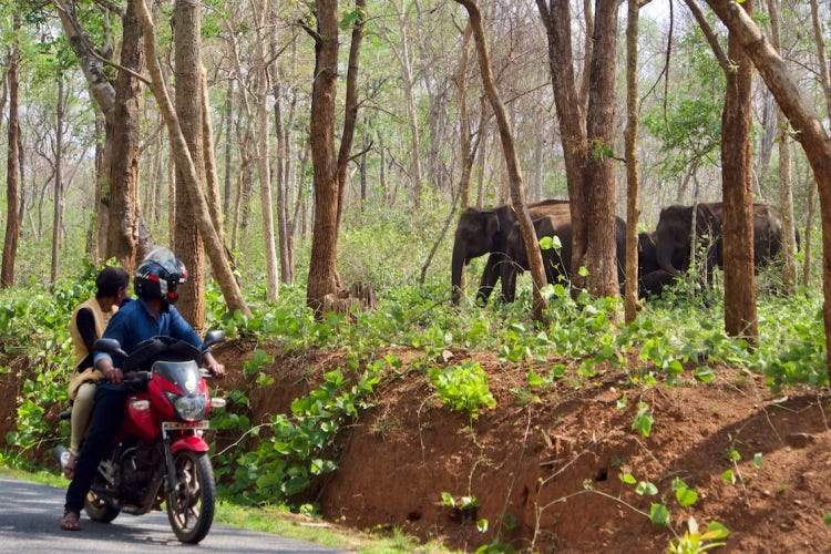 Elephant Herd on NH766. Shot in Wayanad, Kerala, India.