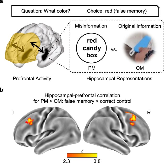 Cross-stage neural pattern similarity in the hippocampus predicts false  memory derived from post-event inaccurate information | Nature  Communications