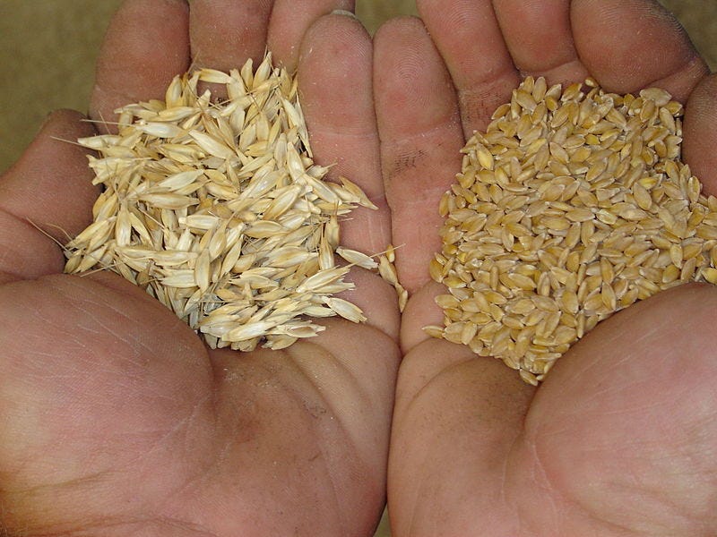 Category:Chaff (agriculture) - Wikimedia Commons