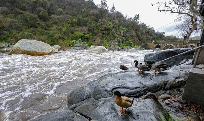 Ducks look on Tuesday, January 10, 2023 as the the Kaweah River rushes by the Gateway Restaurant and under the Pumpkin Hallow Bridge in Three Rivers.