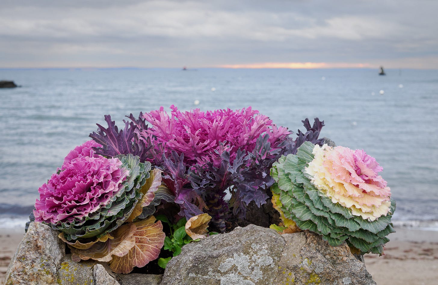 Ornamental Kale