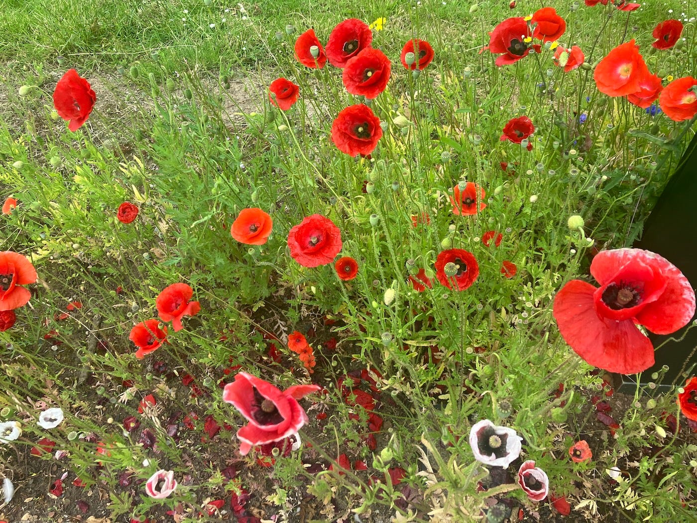 Tall, bright red, poppies beside the road outside the park