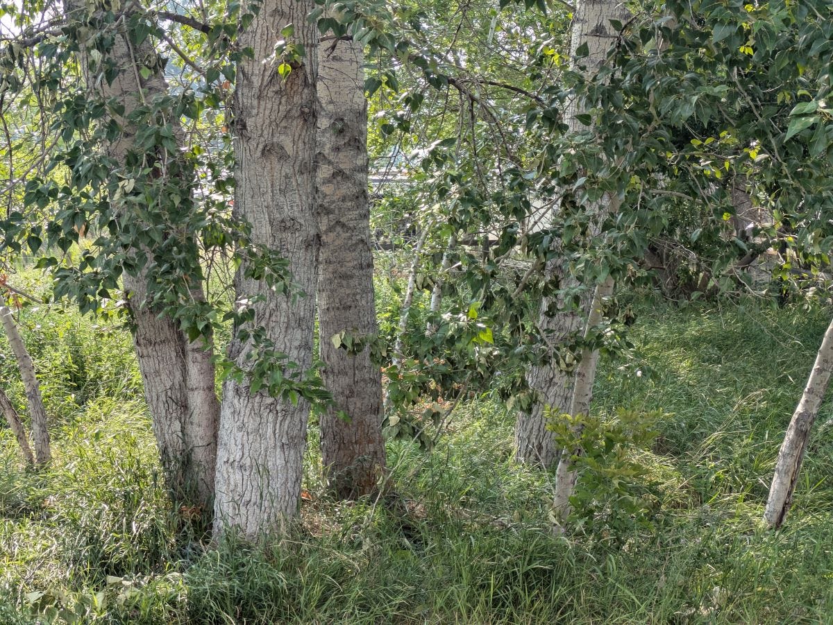 a shady grove of cottonwood trees, grassy below and leafy above, with rough grey bark on the older trees and smooth light grey bark on the younger ones