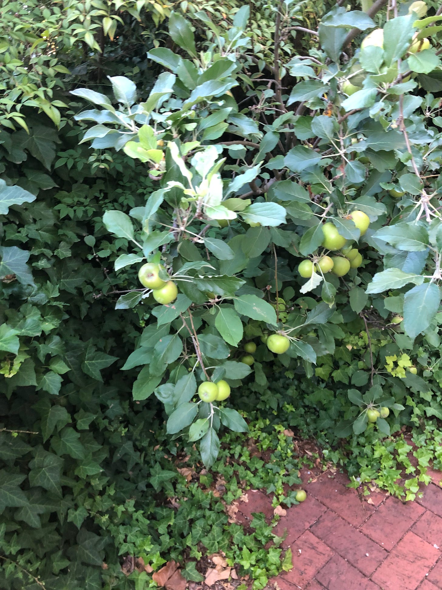 Crunchy apples.  Coming soon to our front yard.