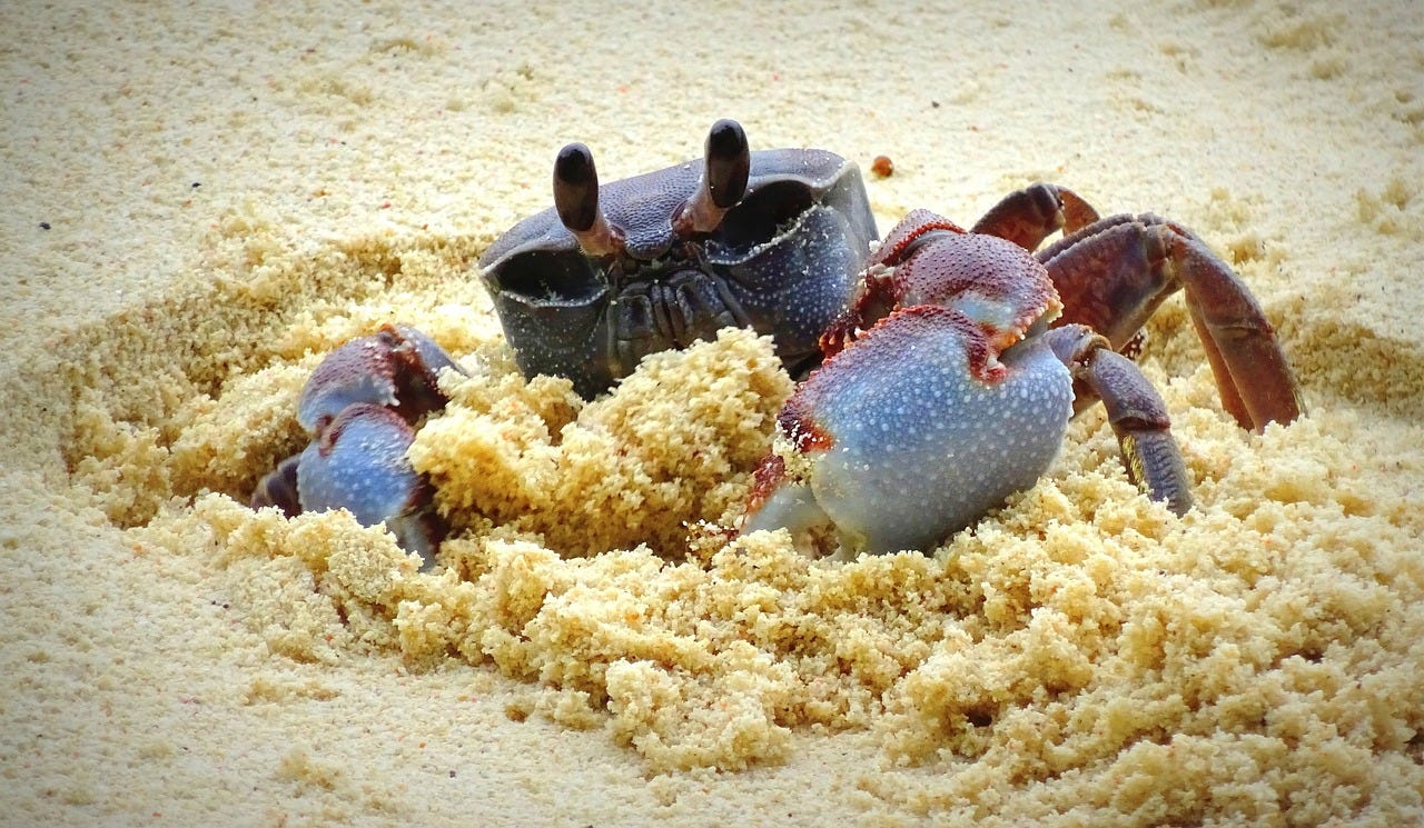 Picture of a crab