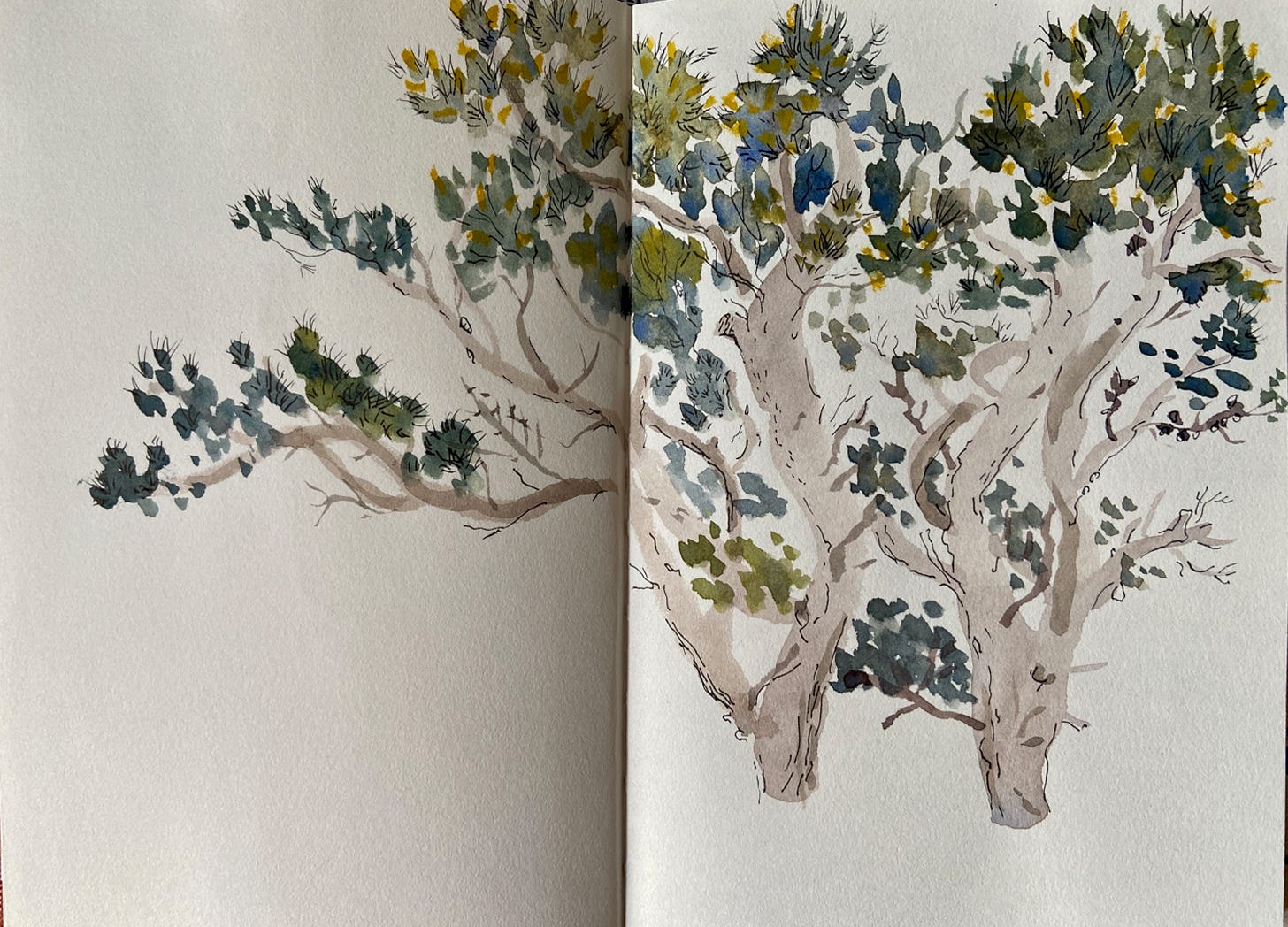 watercolour and ink painting of a tree