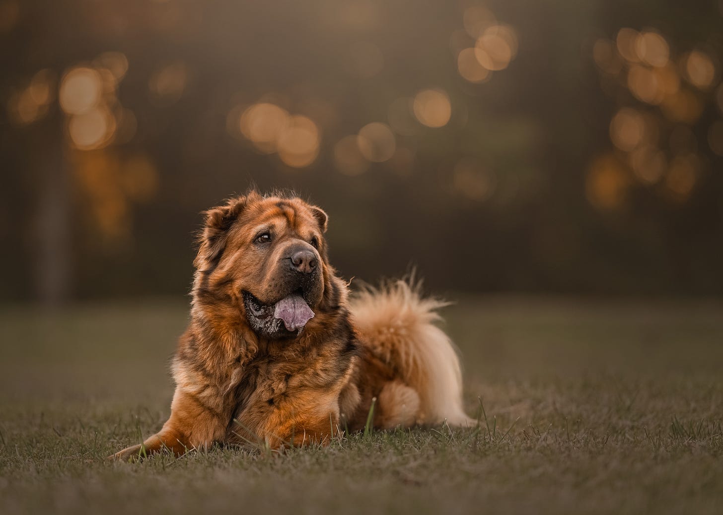 A rust-colored Shar Pei  dog of mixed bree and longer fur, lies on his stomach on the ground with his tongue showing, looking happy and content